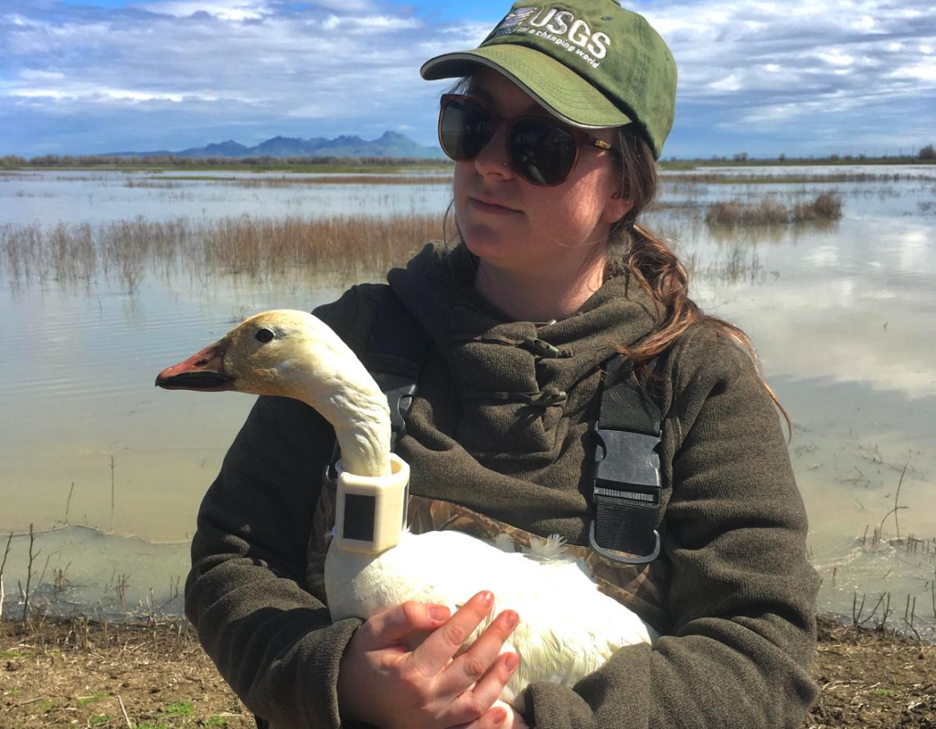 Andrea Mott holding a goose with a solar tracking collar